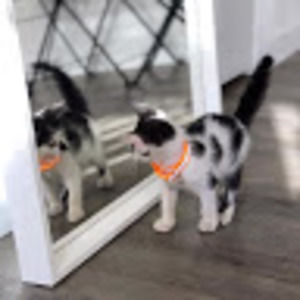 Meet your Posher, Sandy